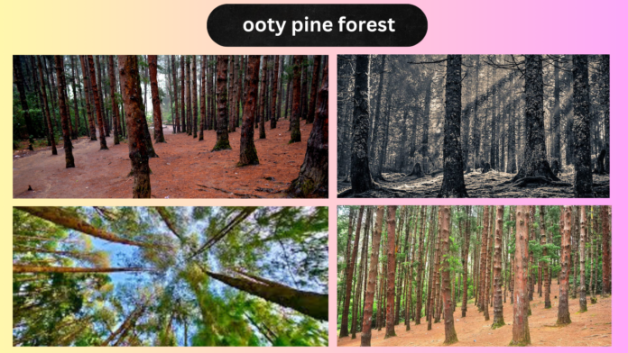 Ooty Pine Forest